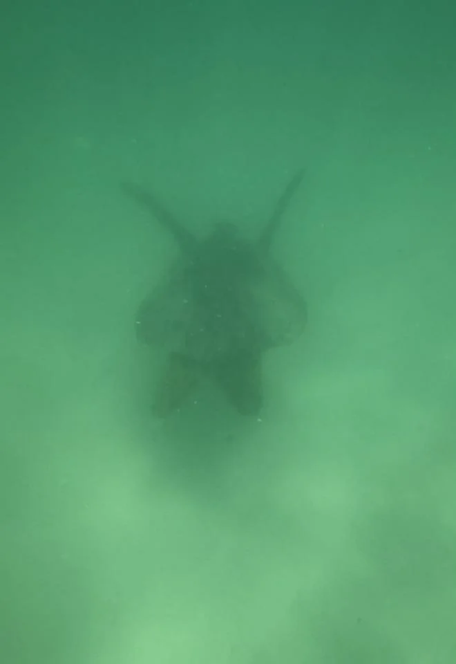 Sea Turtle