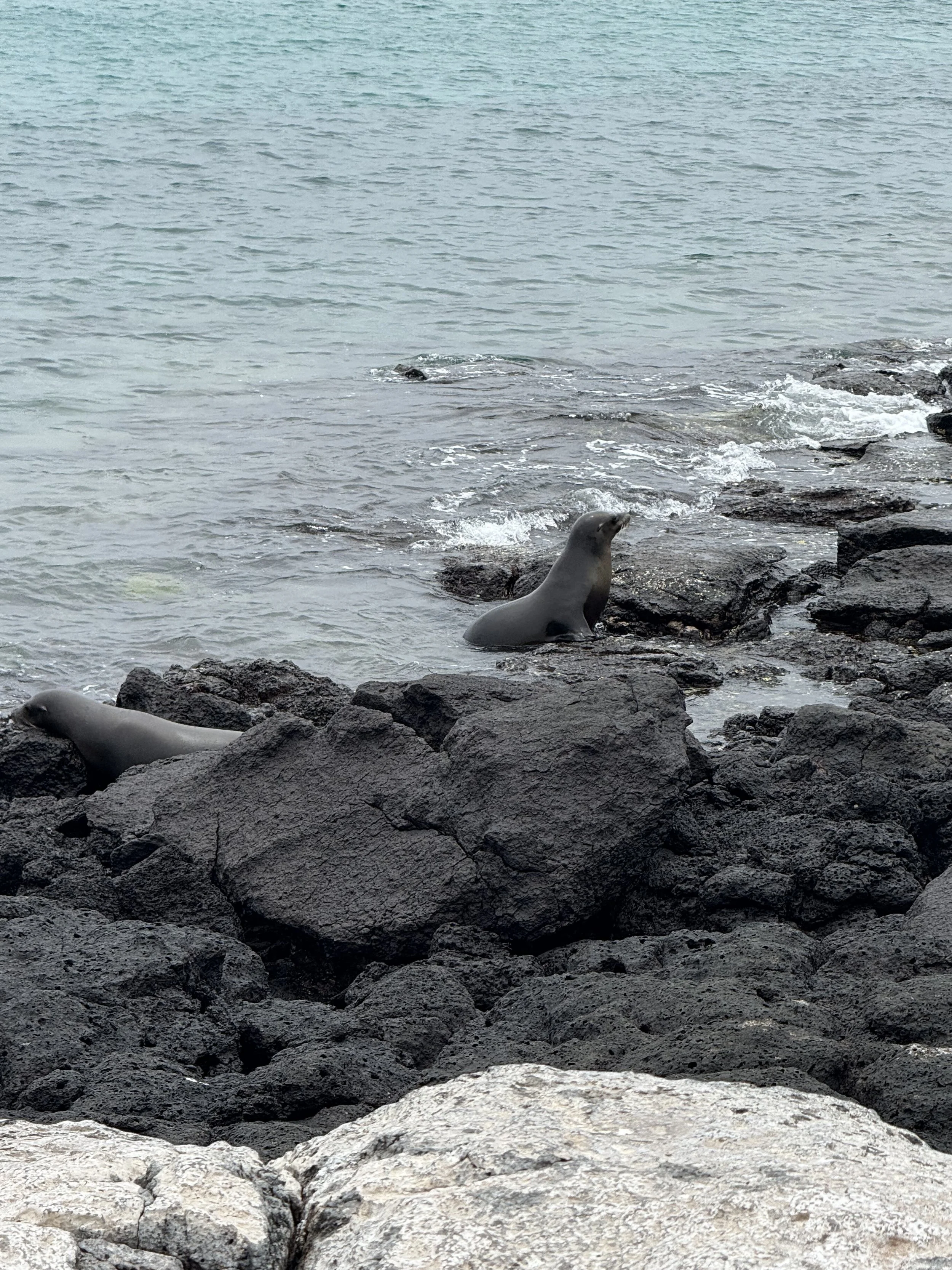 Sea Lion coming ashore