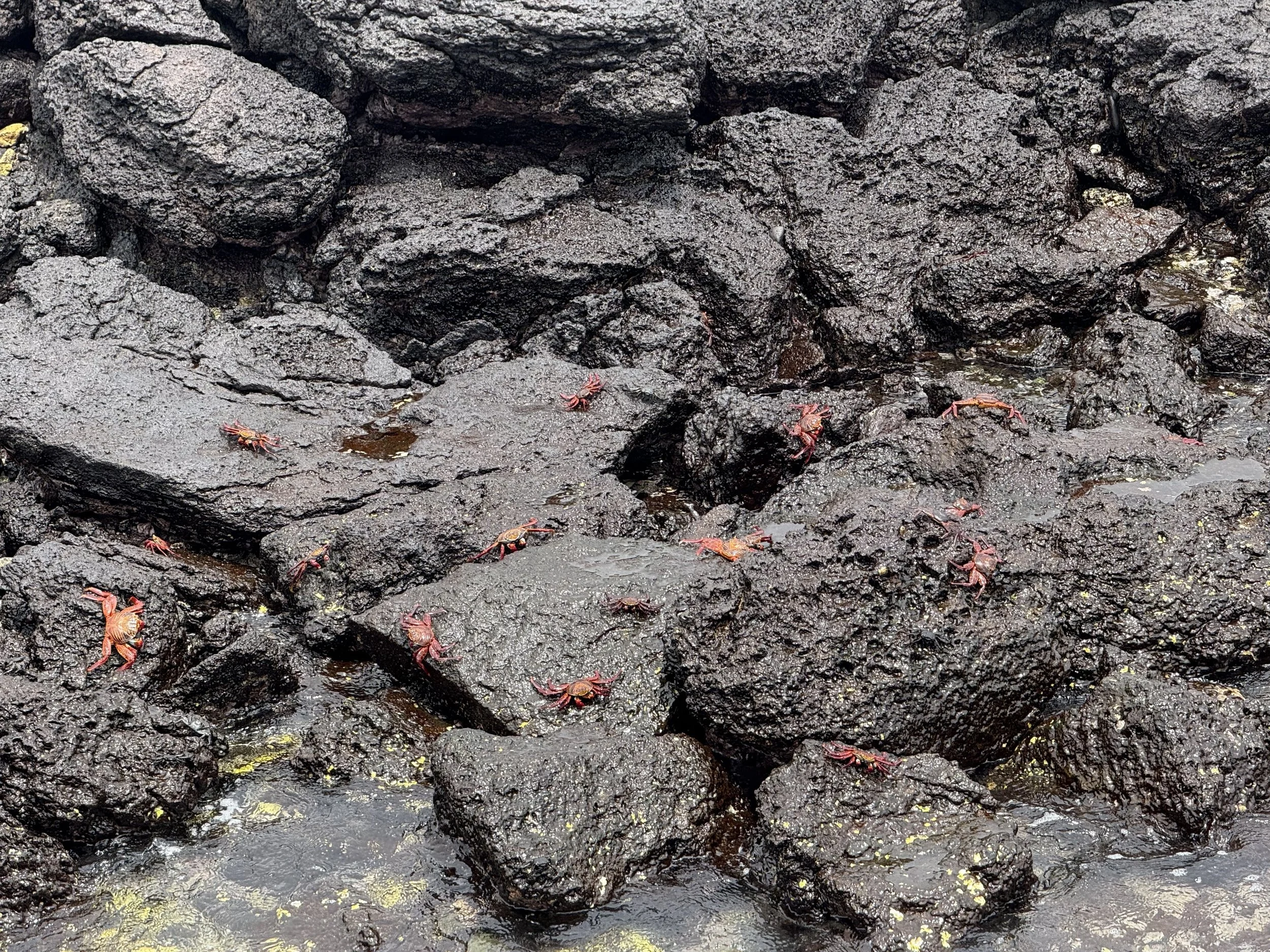 crabs on the rocks near shore
