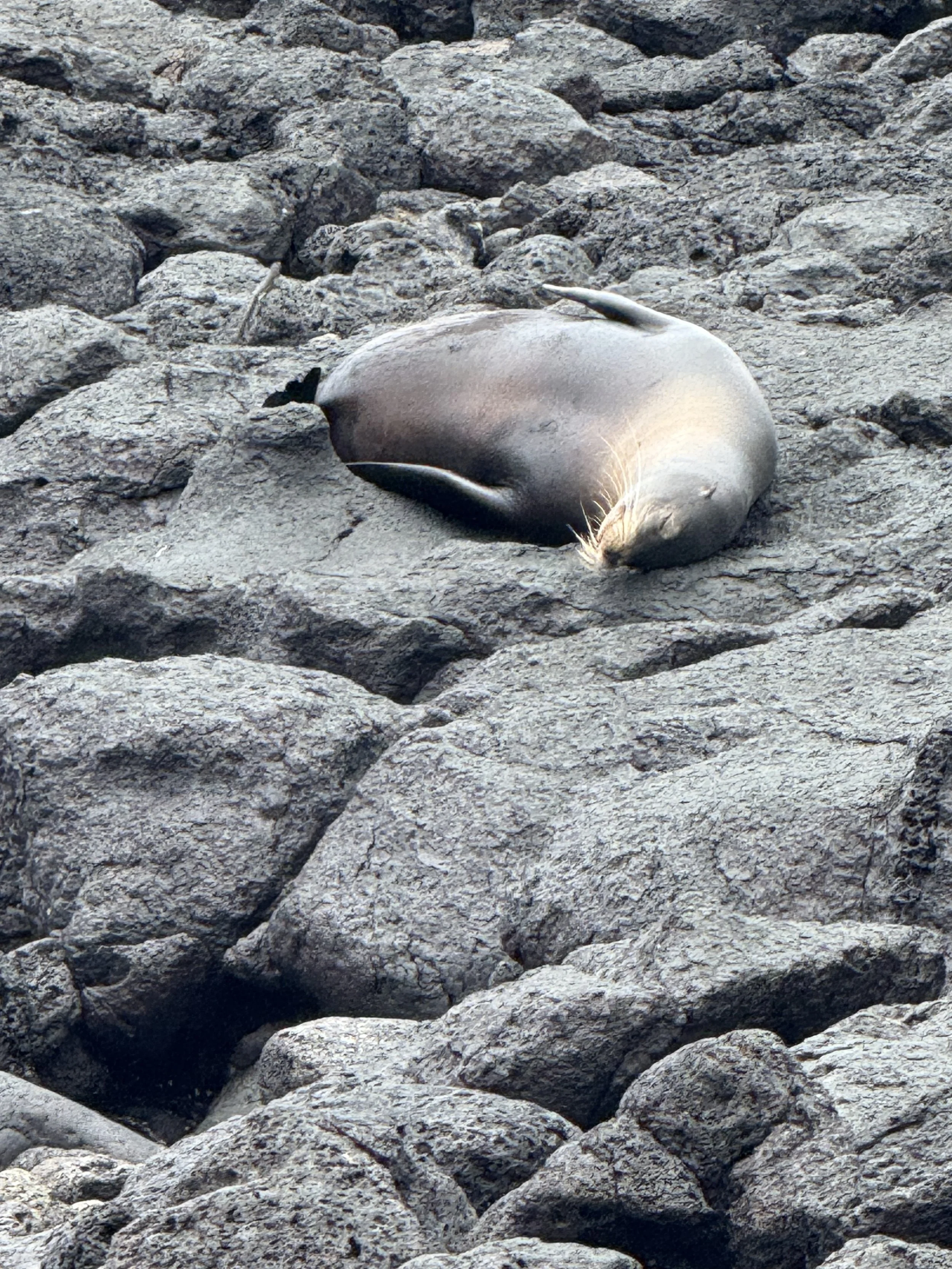 Sea lion taking in the sun