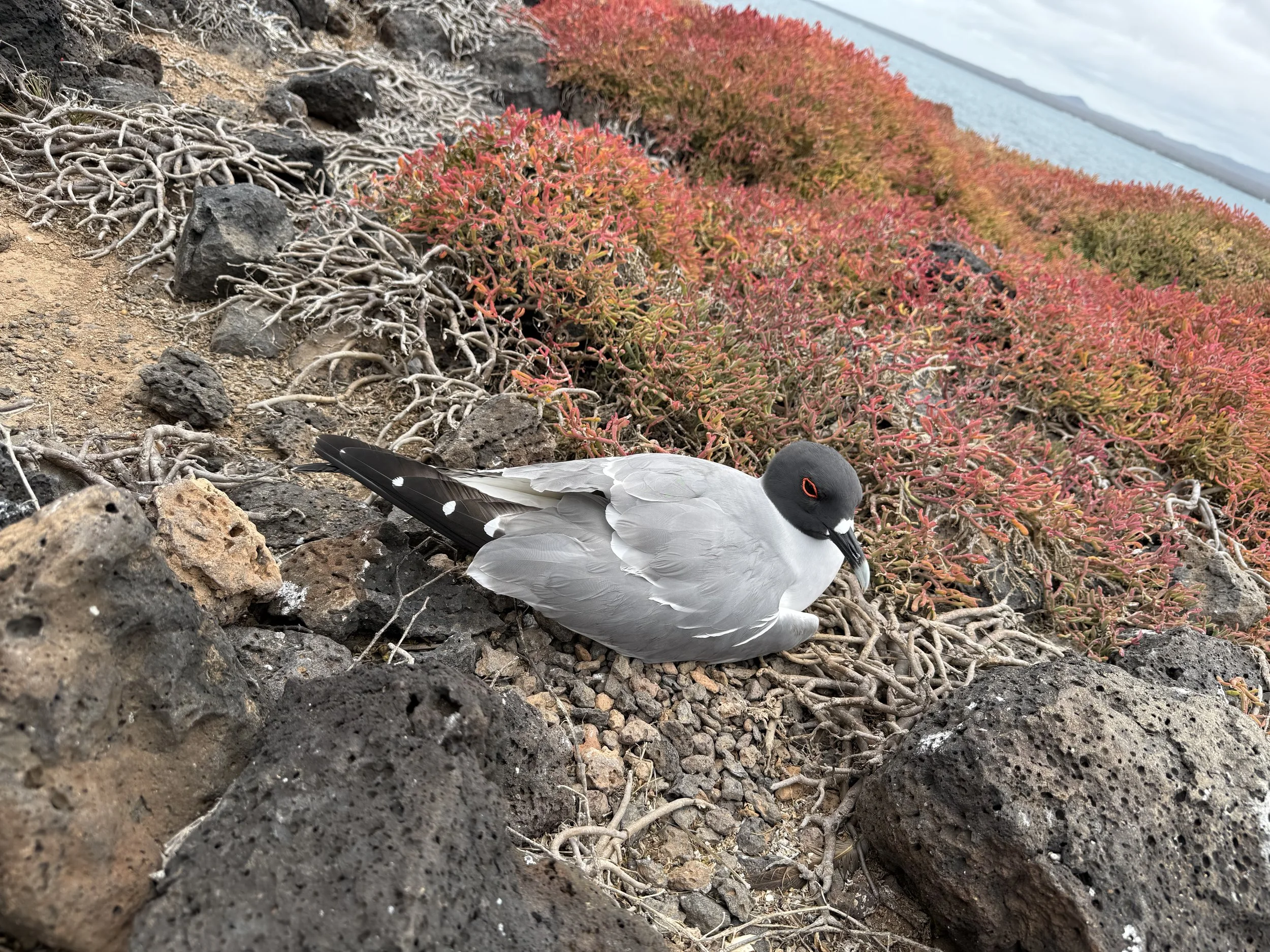 Swallow-tailed Gull