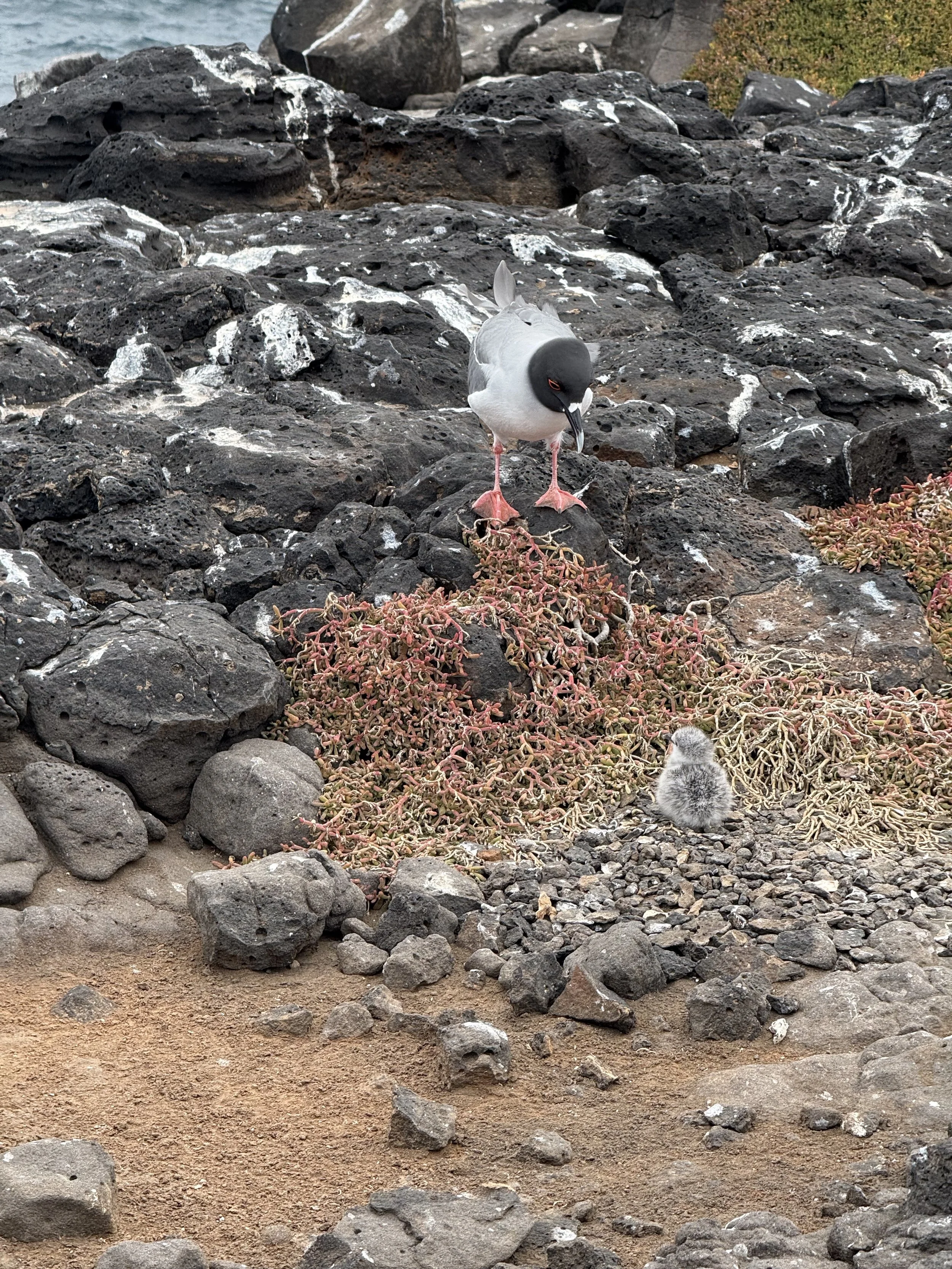 Mom and baby swallow-tailed gull