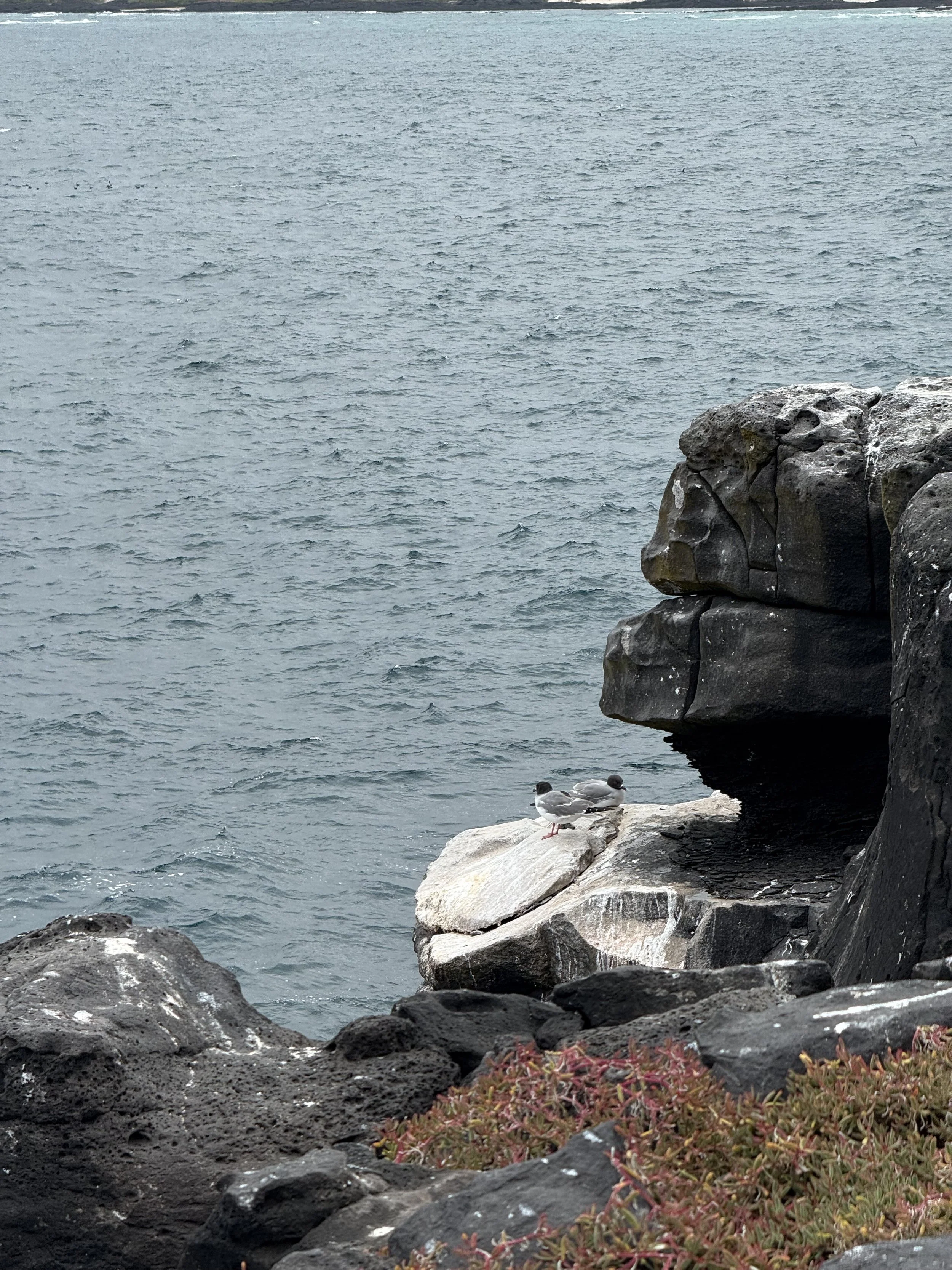 Swallow-tailed gulls nesting on cliff