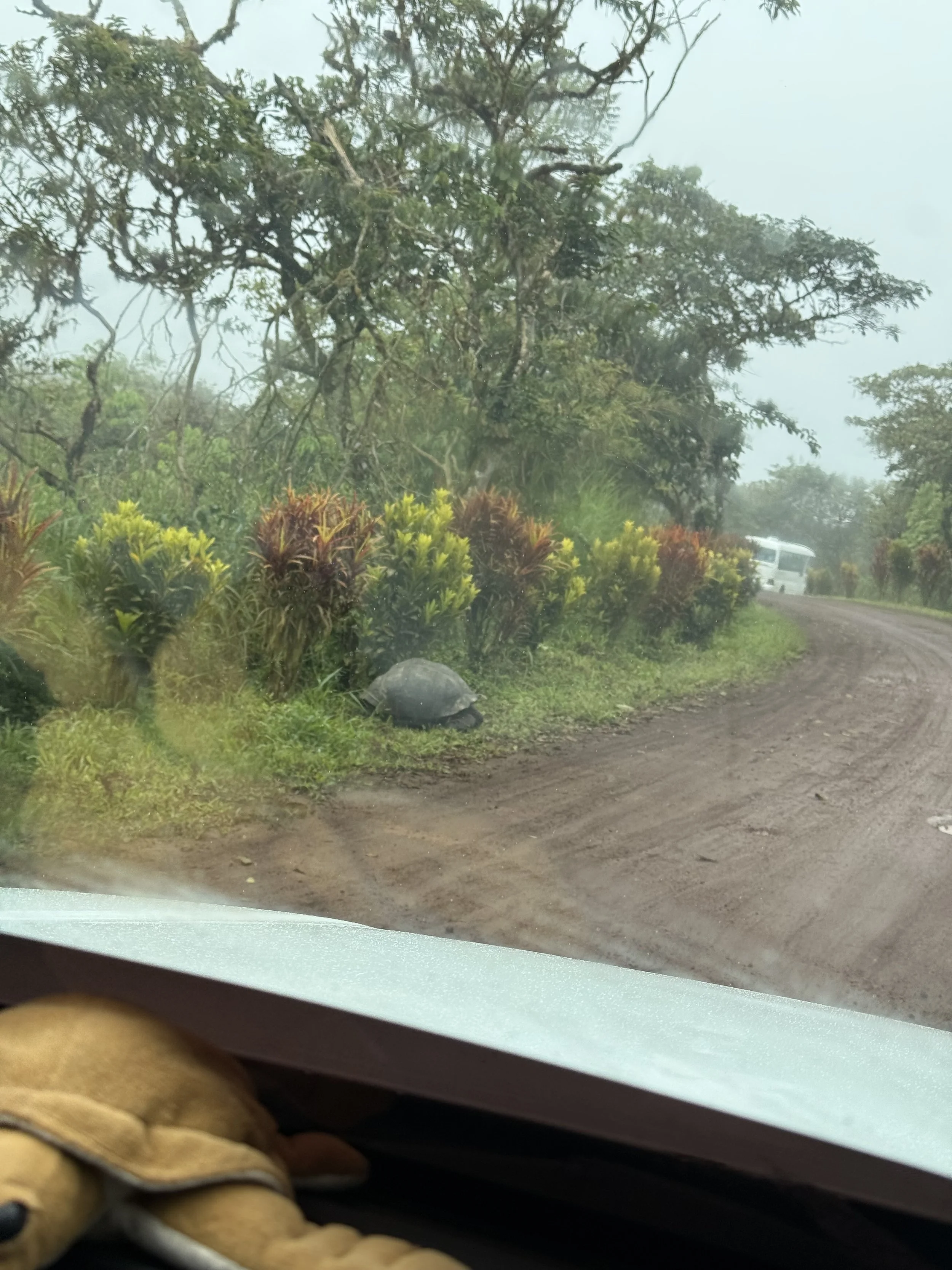 Turtle on the side of the road.