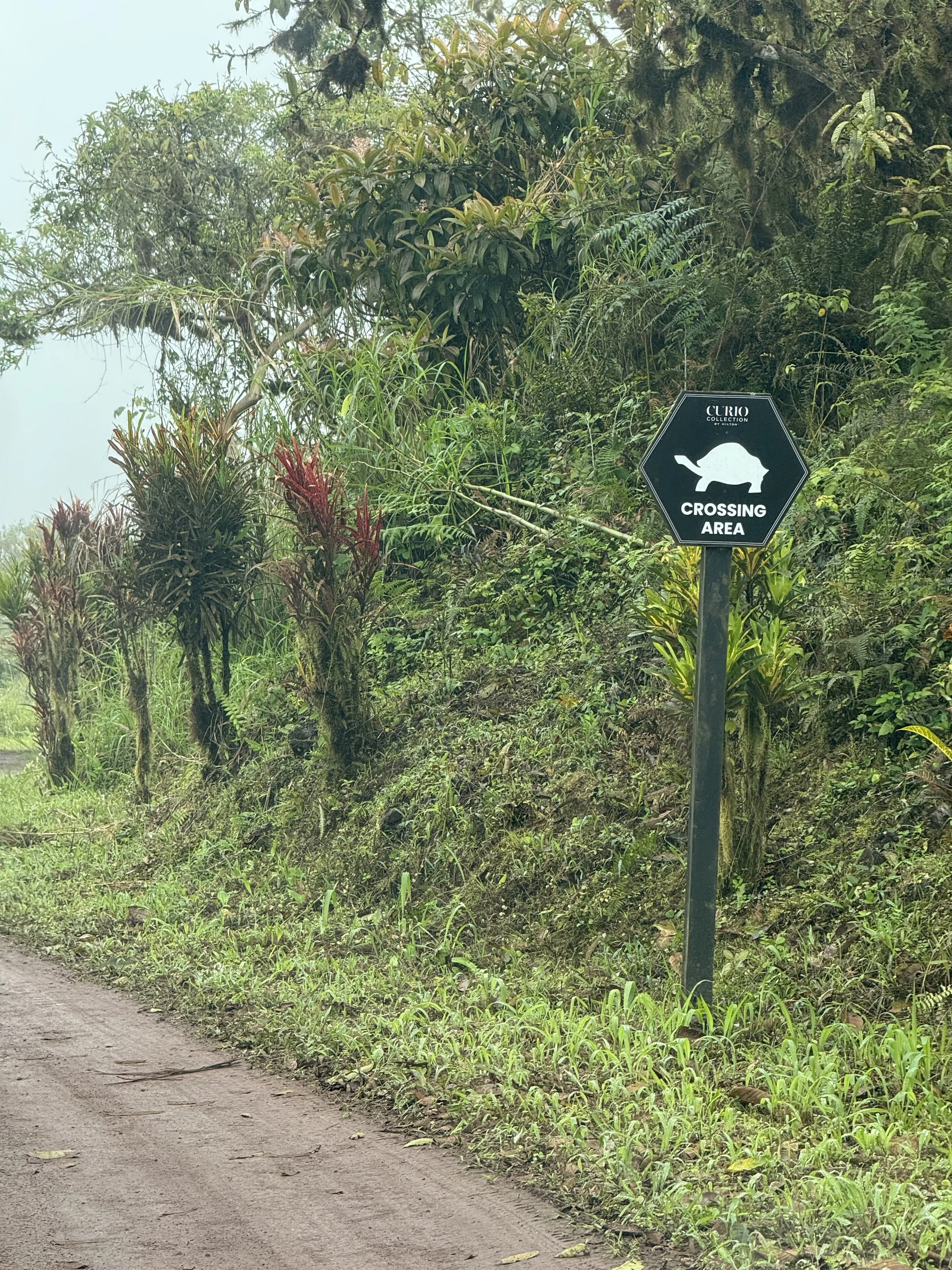 Turtle Crossing Sign