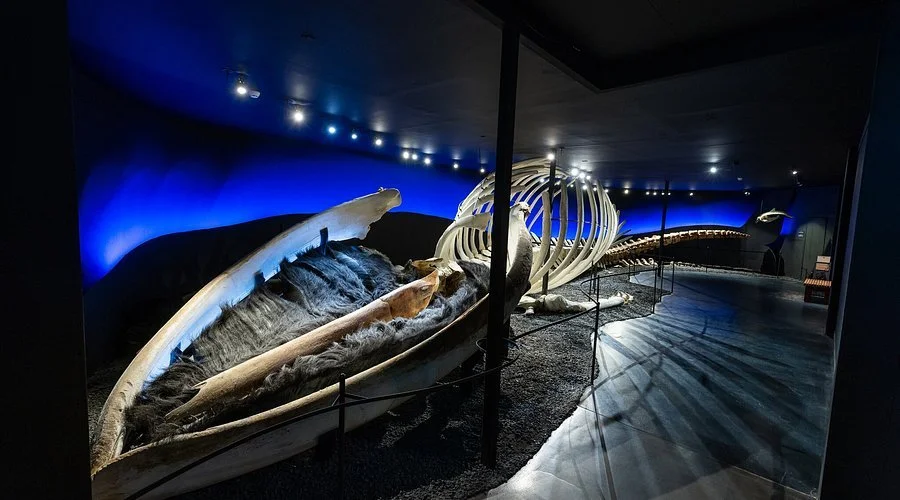 25 meter long Blue Whale
