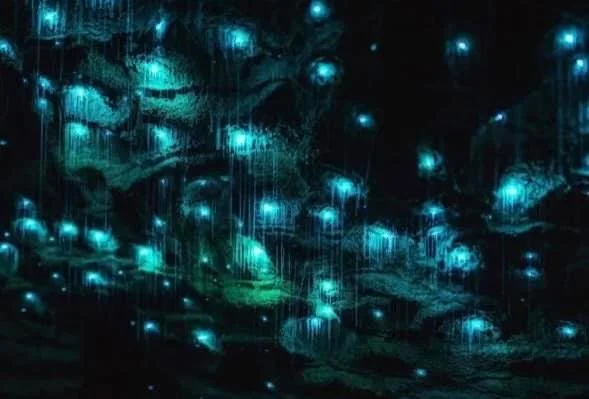 Glow Worms