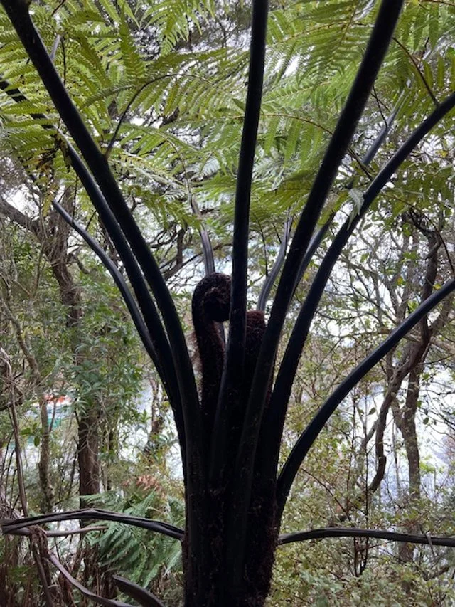 Fern Tree
