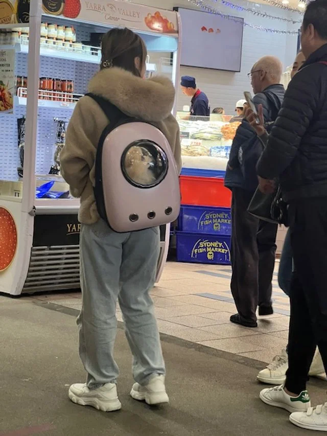 Dog in Bubble backpack.