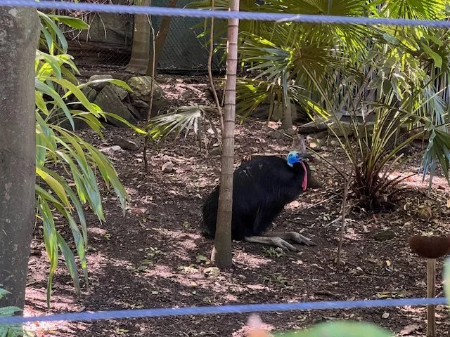 Cassowary