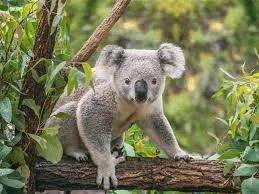 Koala Bear