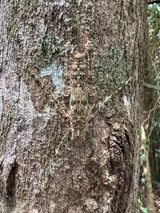Newly discovered insect in camouflage 