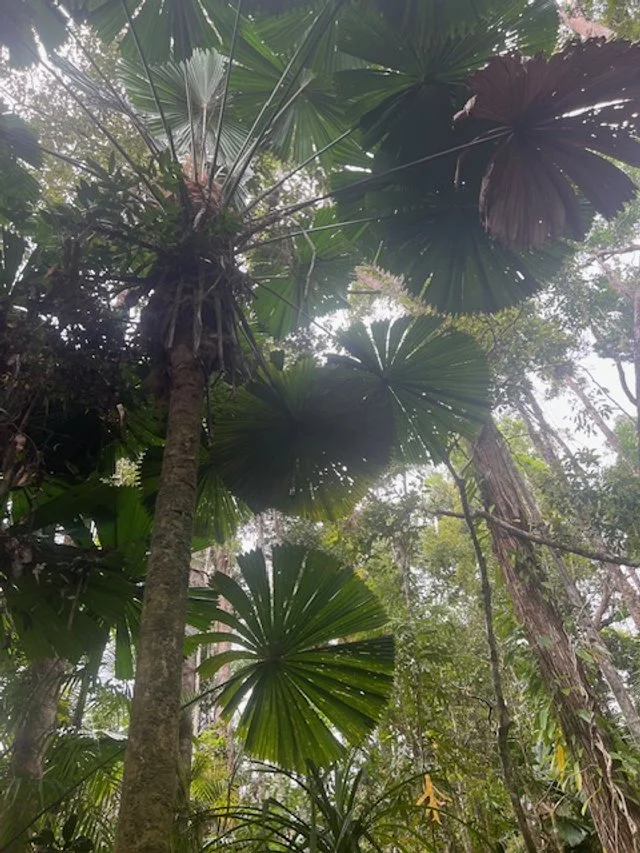 Rainforest palms