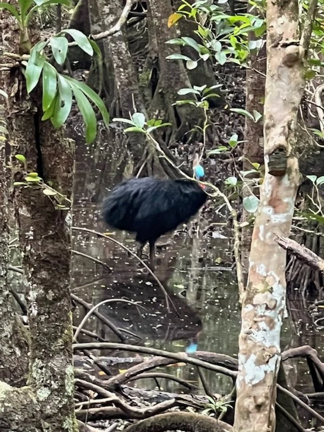 Cassowary