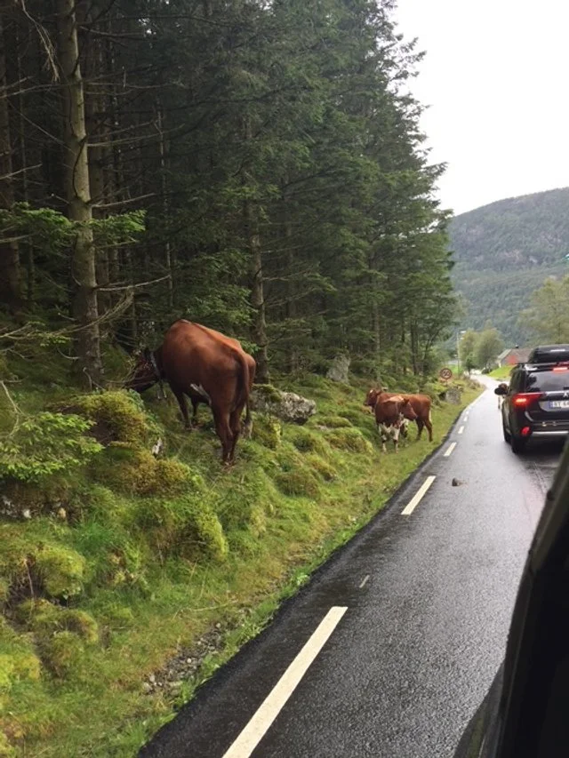 Cows in the road.