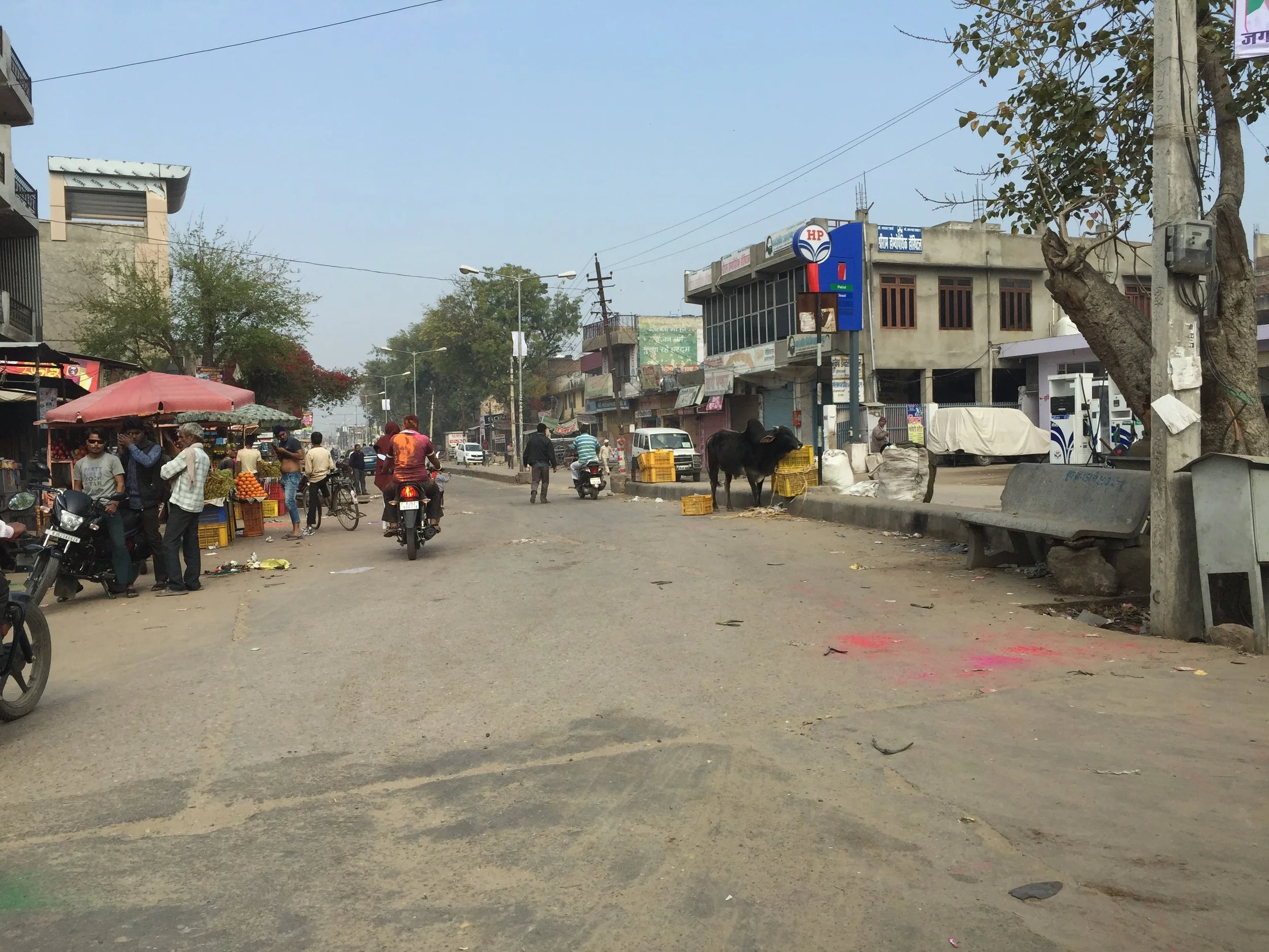 Cows and people celebrating Holi
