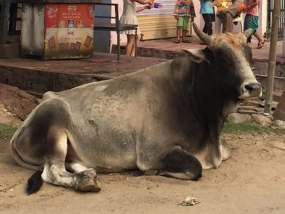 cow