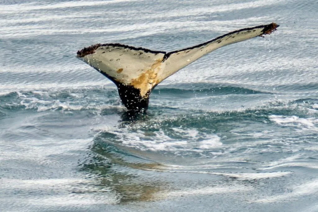 Cruising the Antarctic Peninsula