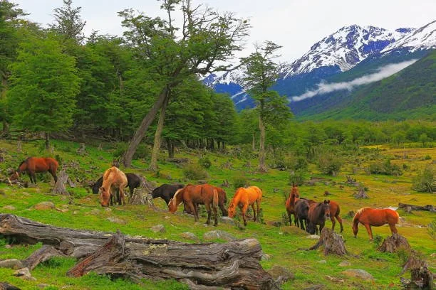 Free running horses.