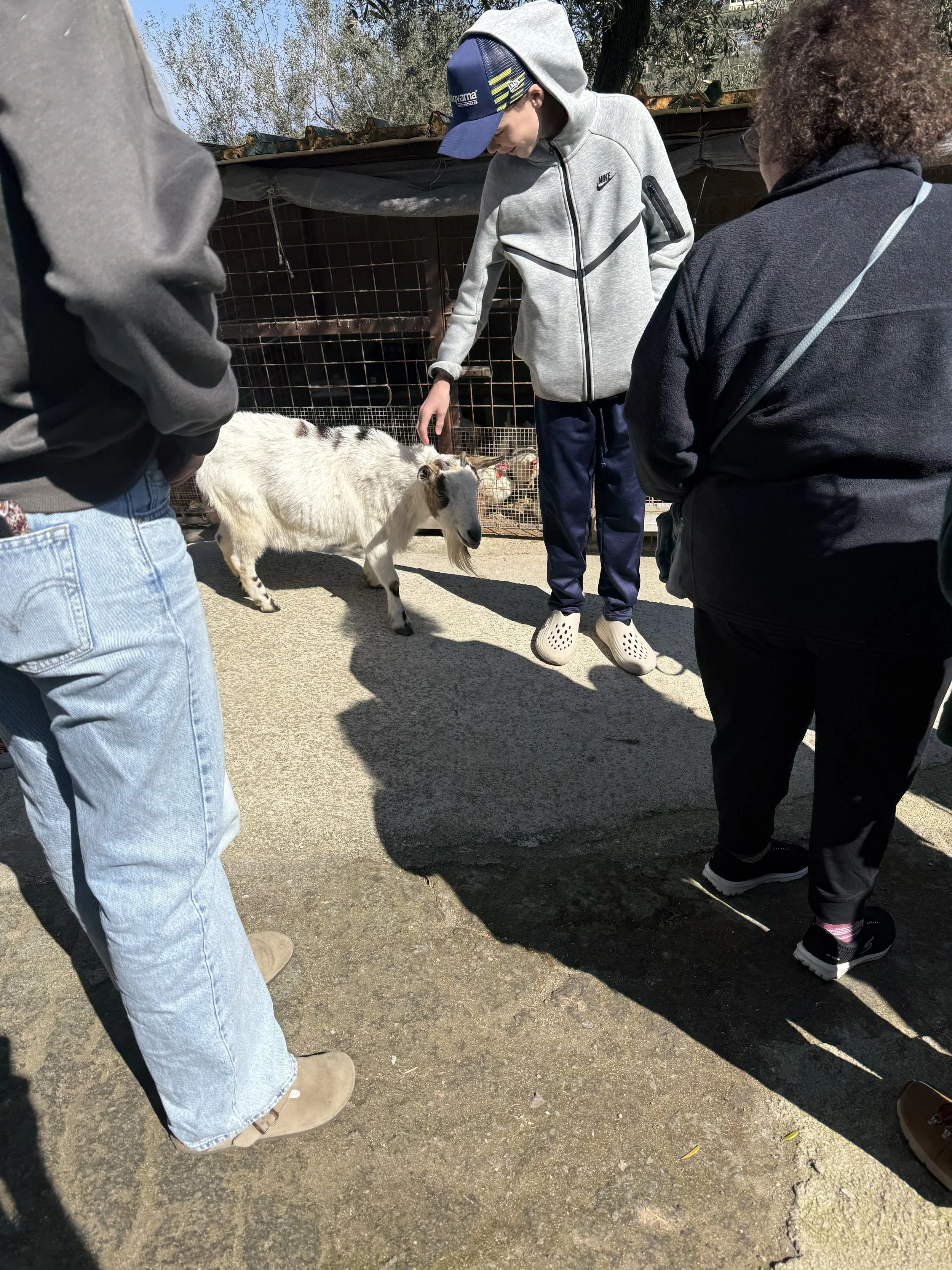 Goats