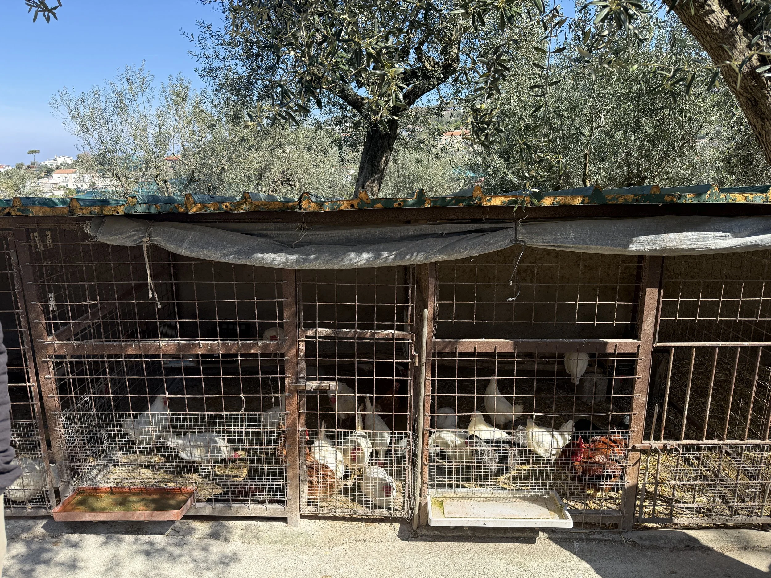 Chickens