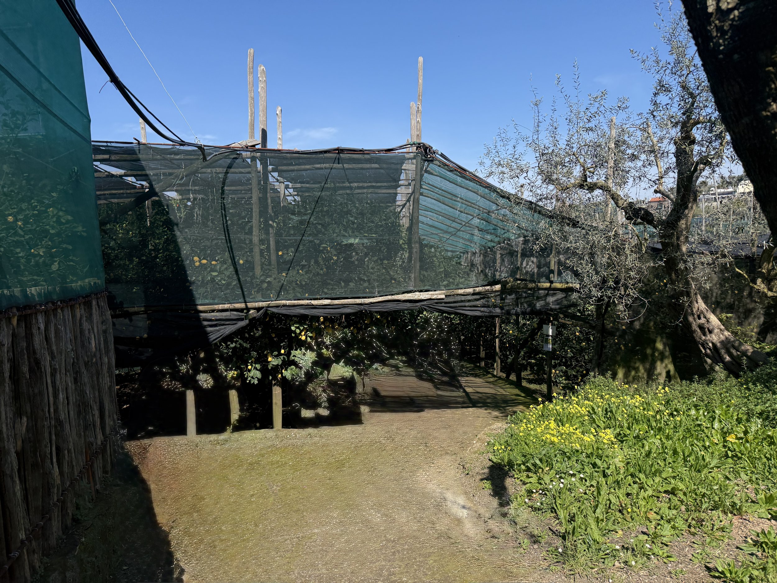 covered lemon grove