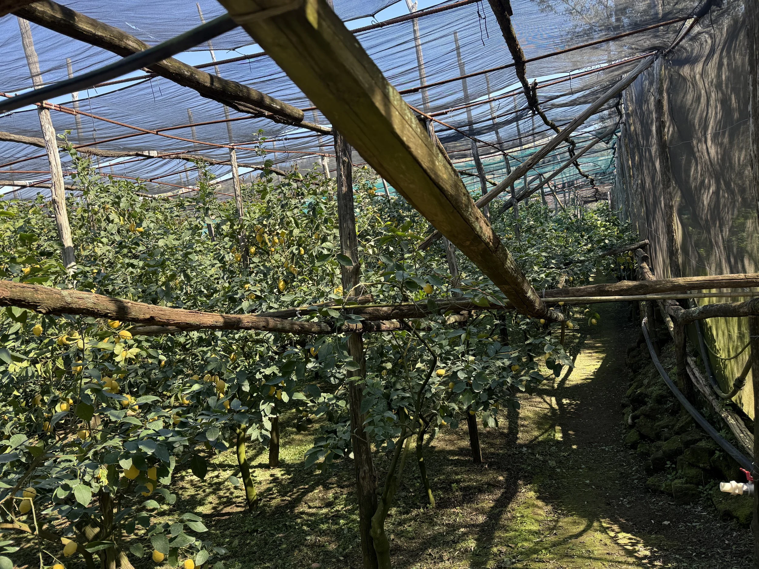 Inside the covered grove.