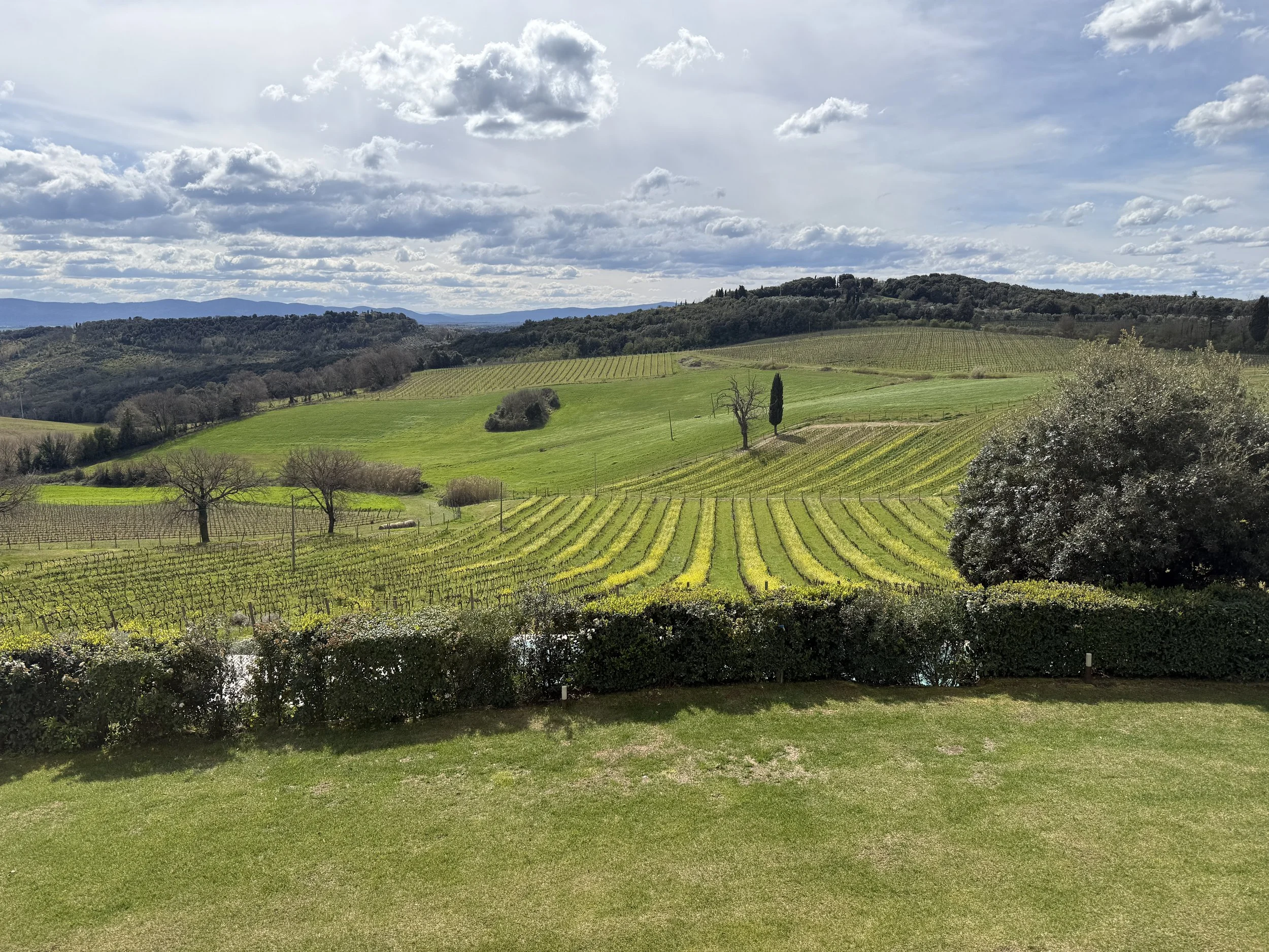 Vineyards with mustard growing between the rows.