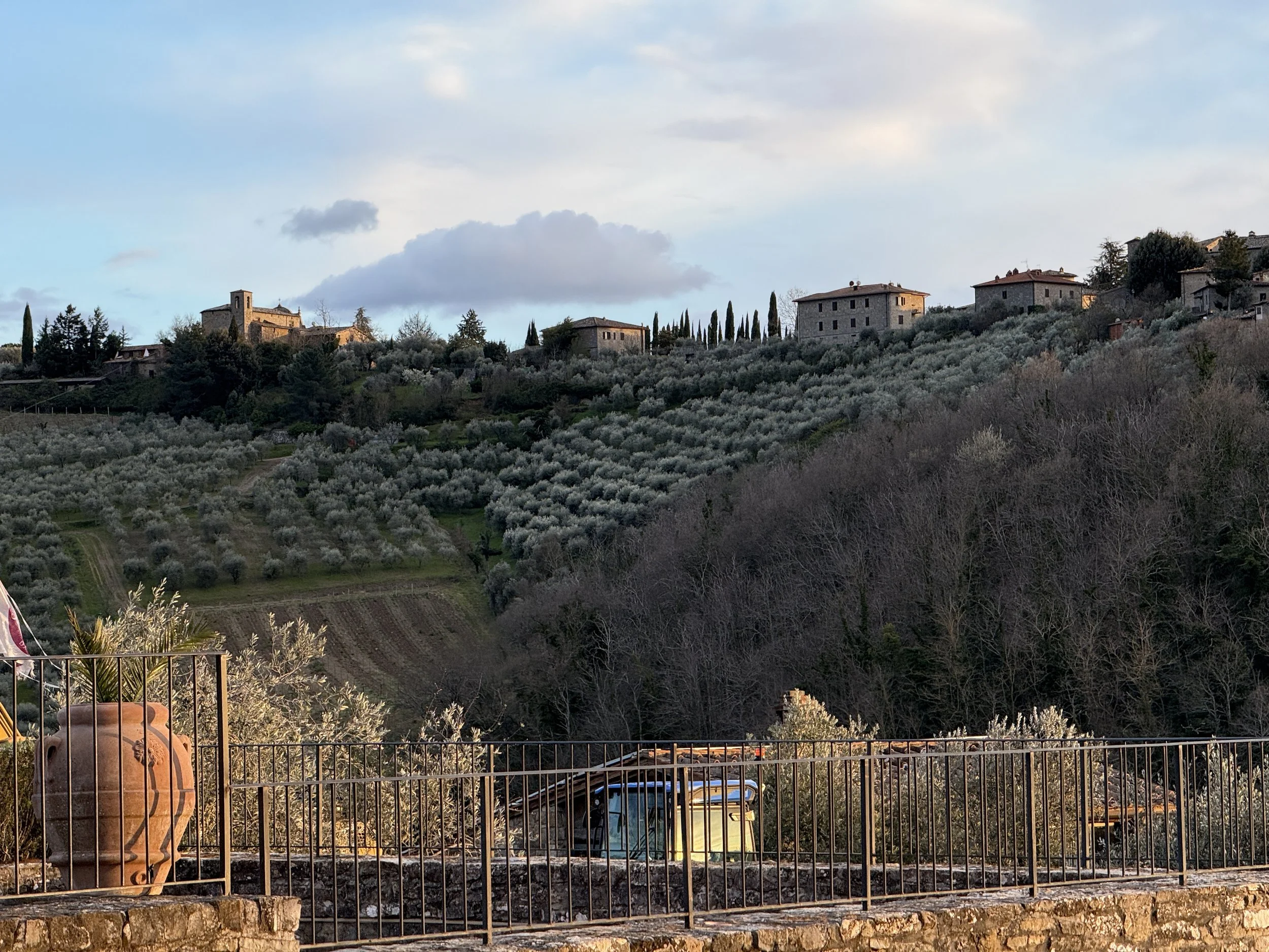 Olive tree grove on hillside