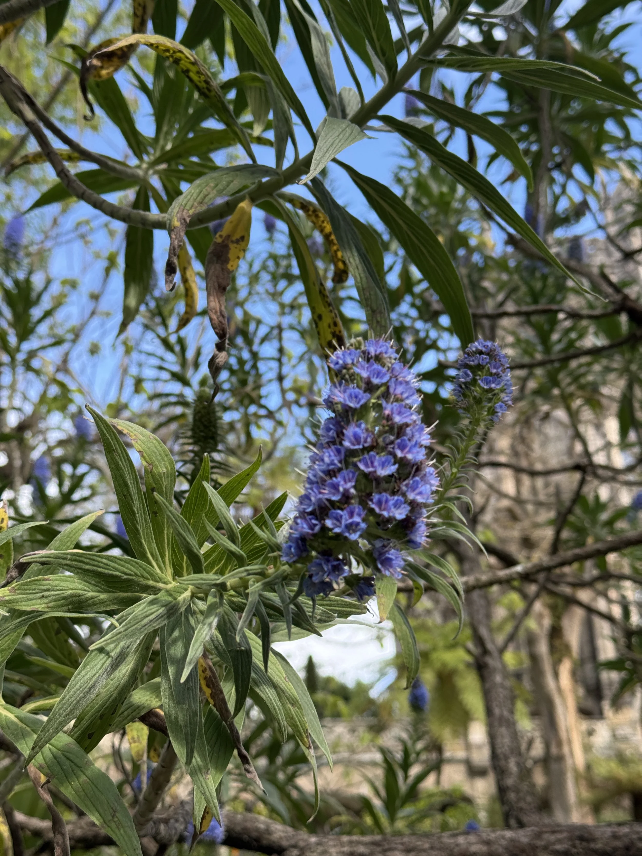 IMG_0928.jpeg
