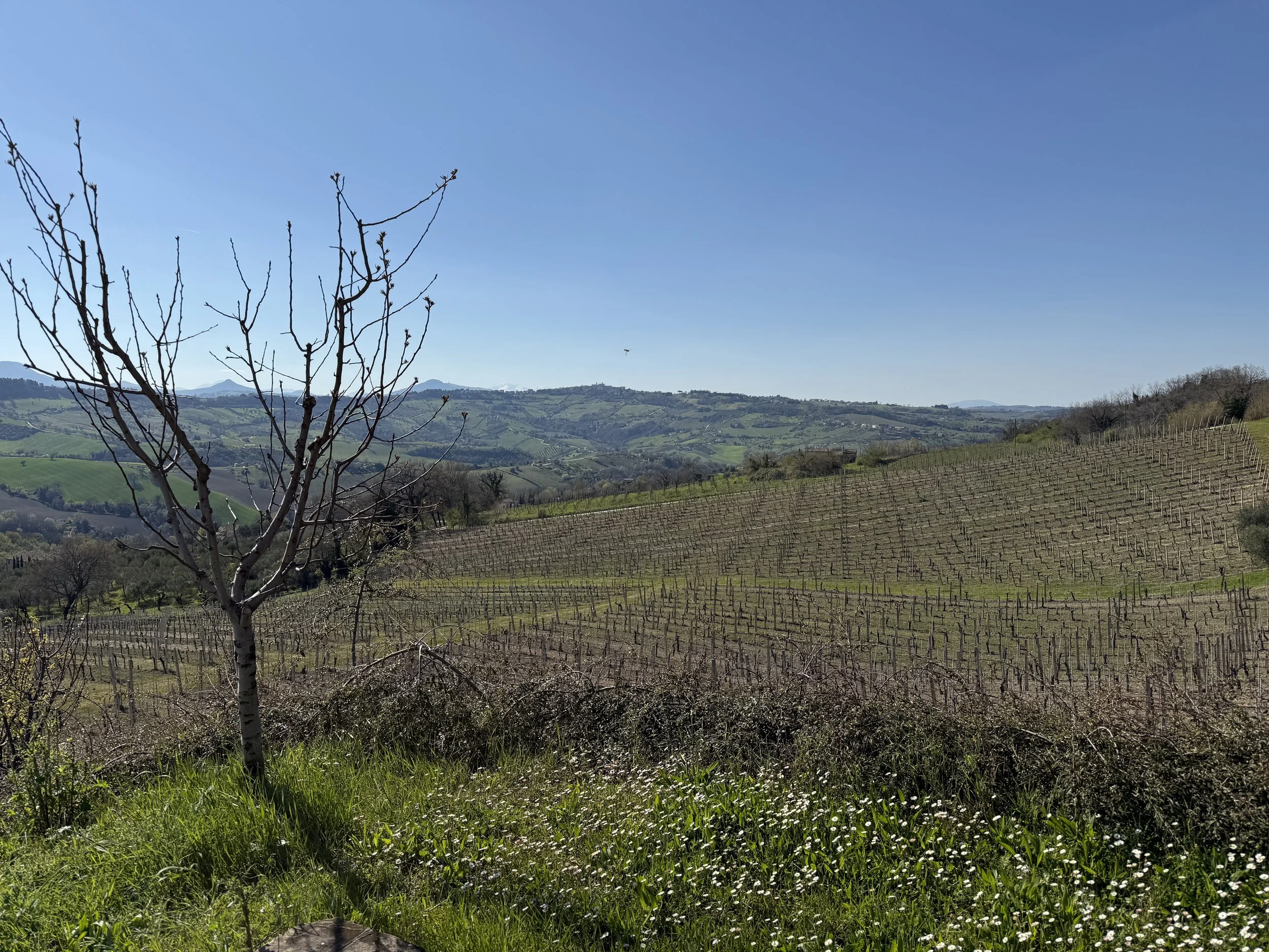 Vineyards