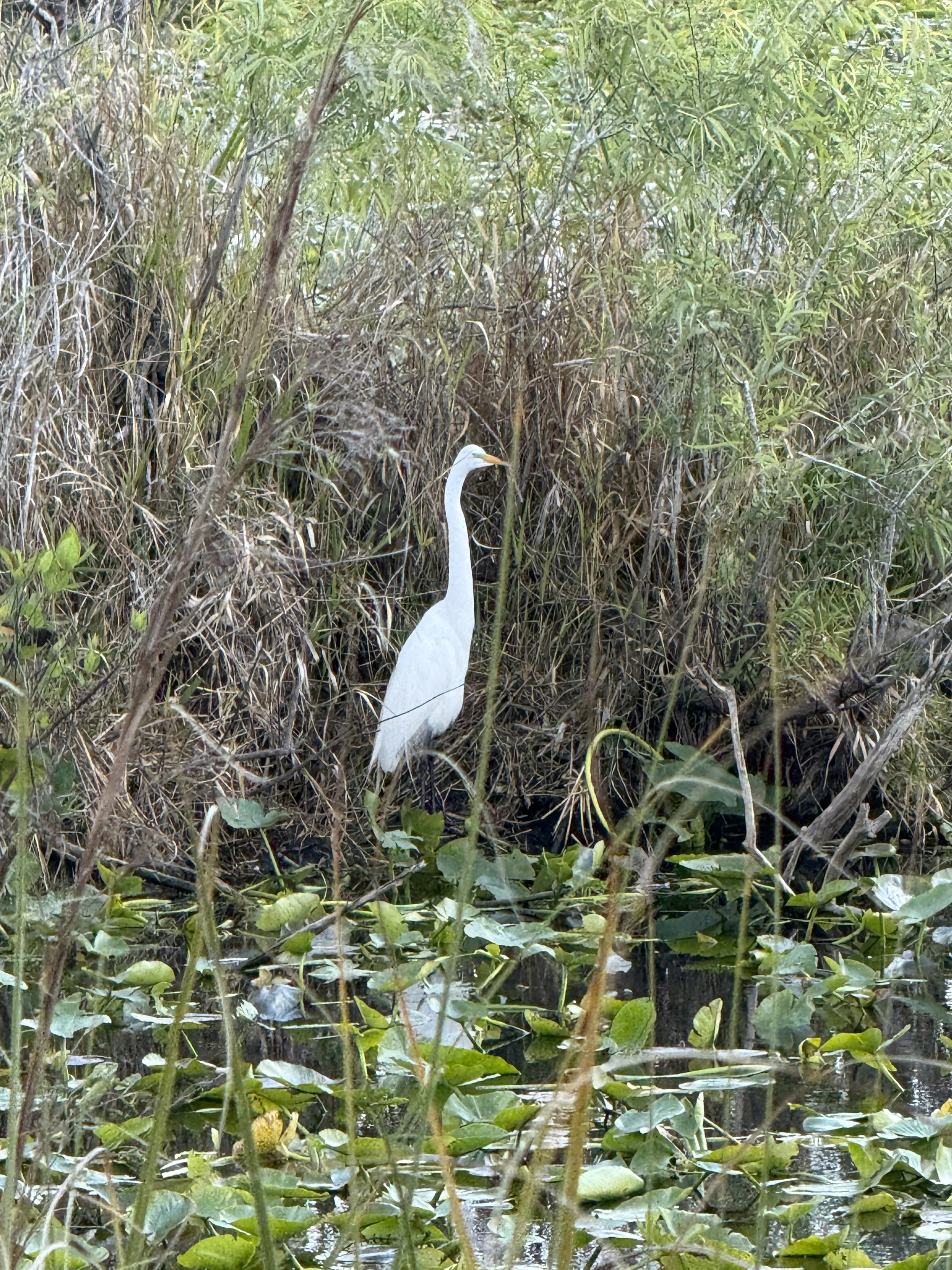 IMG_9940.jpeg