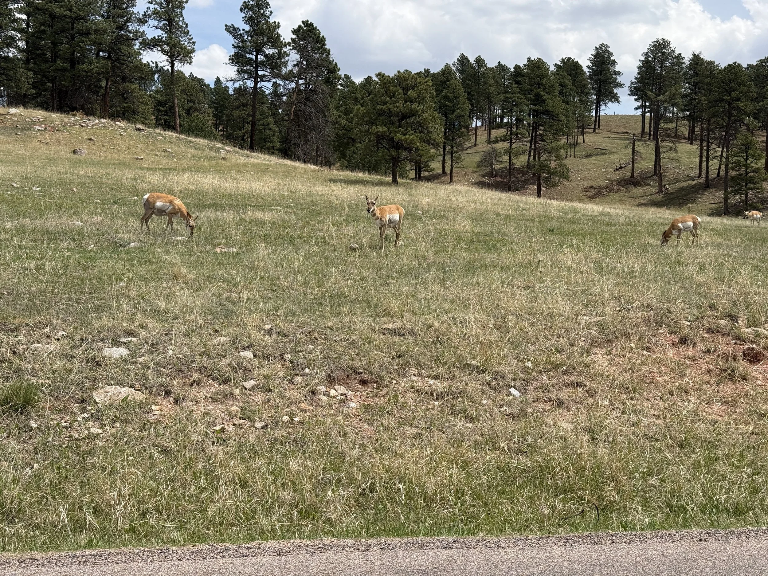 Antelope