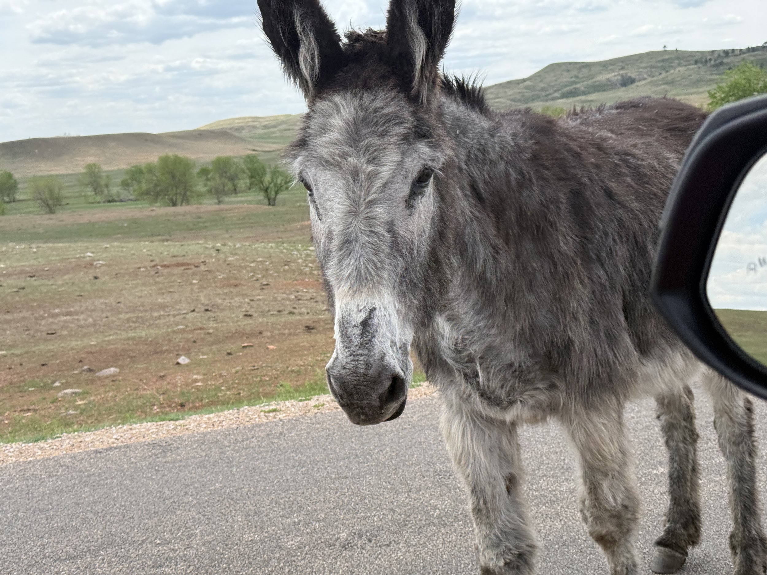 A friendly Mule
