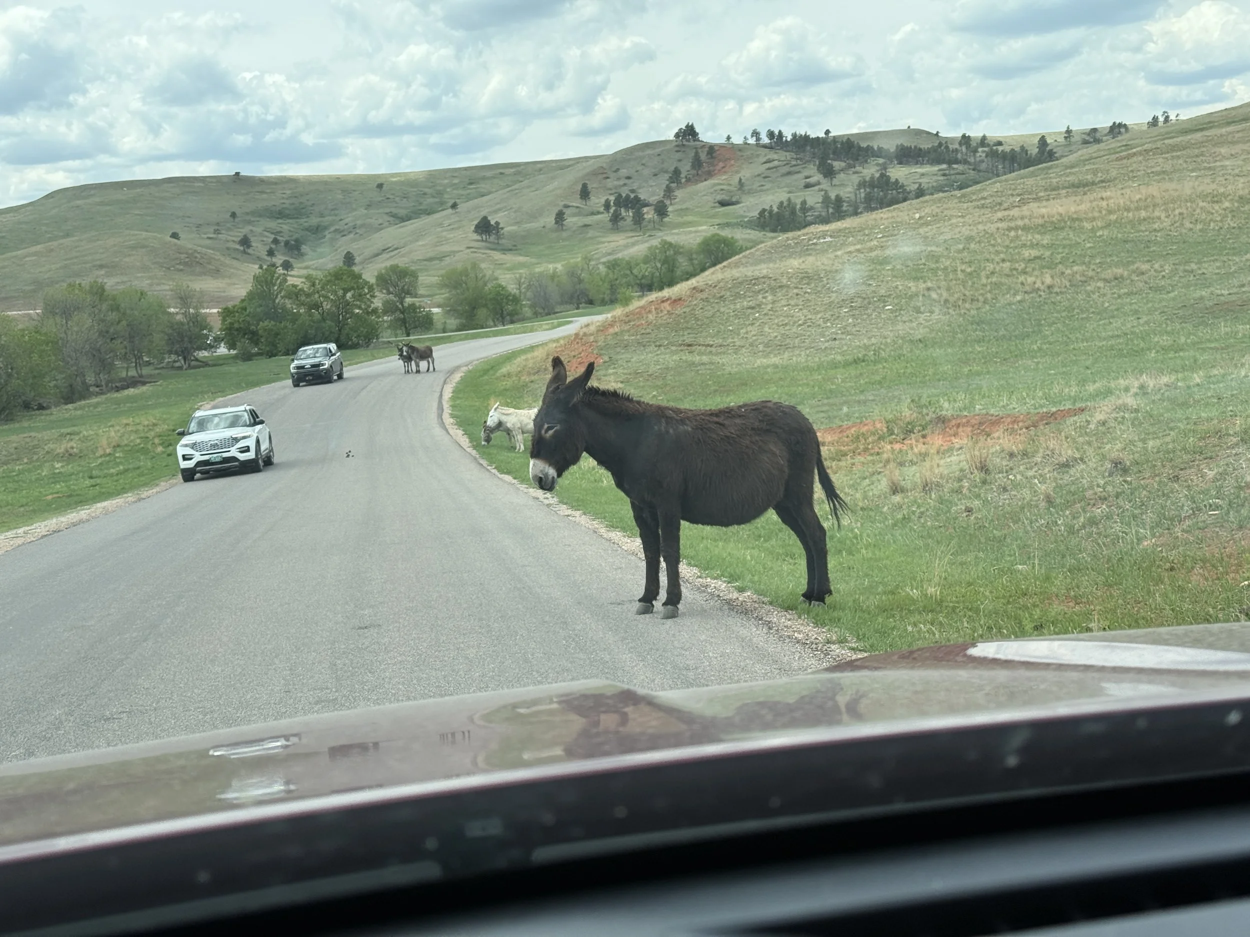 More mules on road.