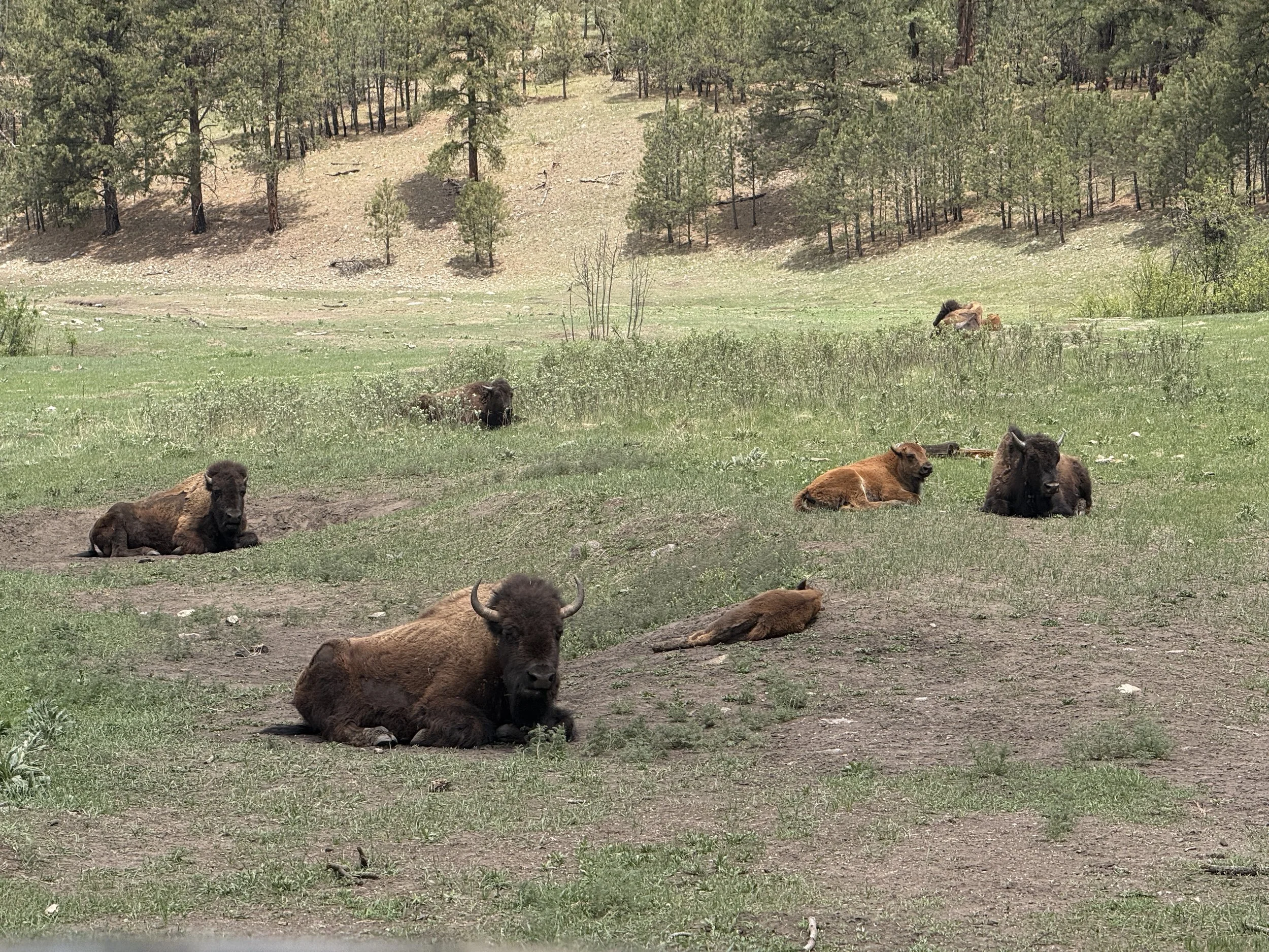 Bison
