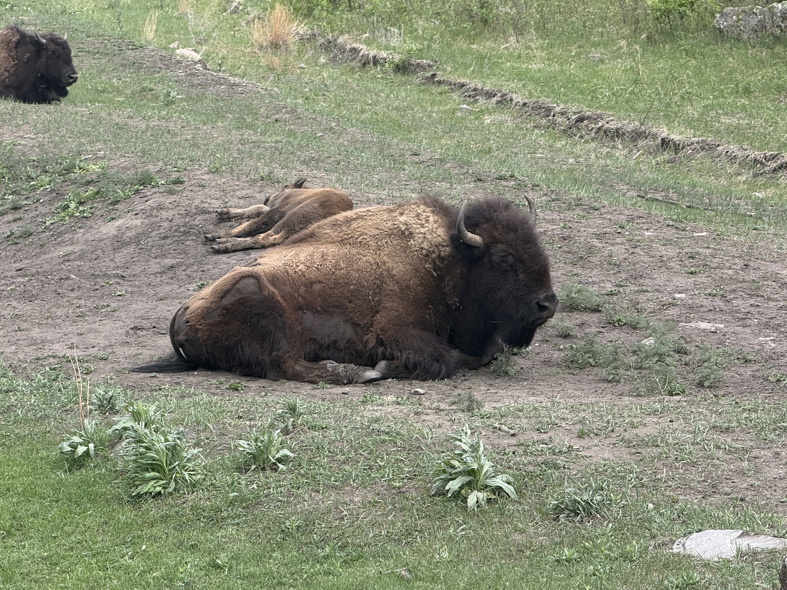 Bison