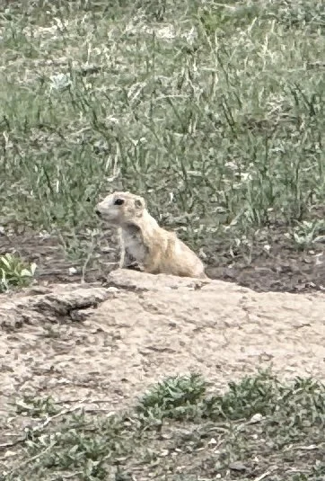 Prairie Dog