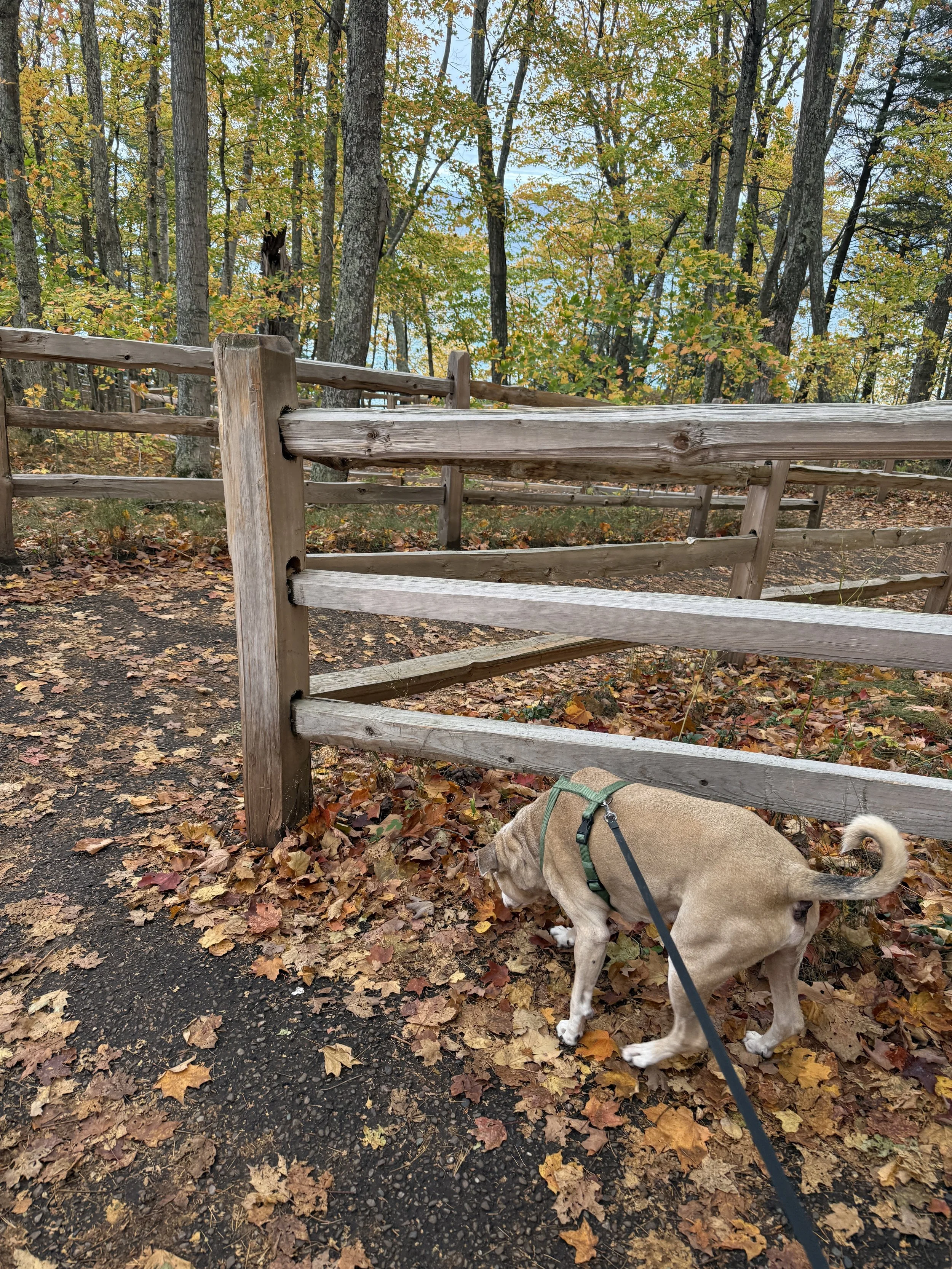 Dog friendly trail
