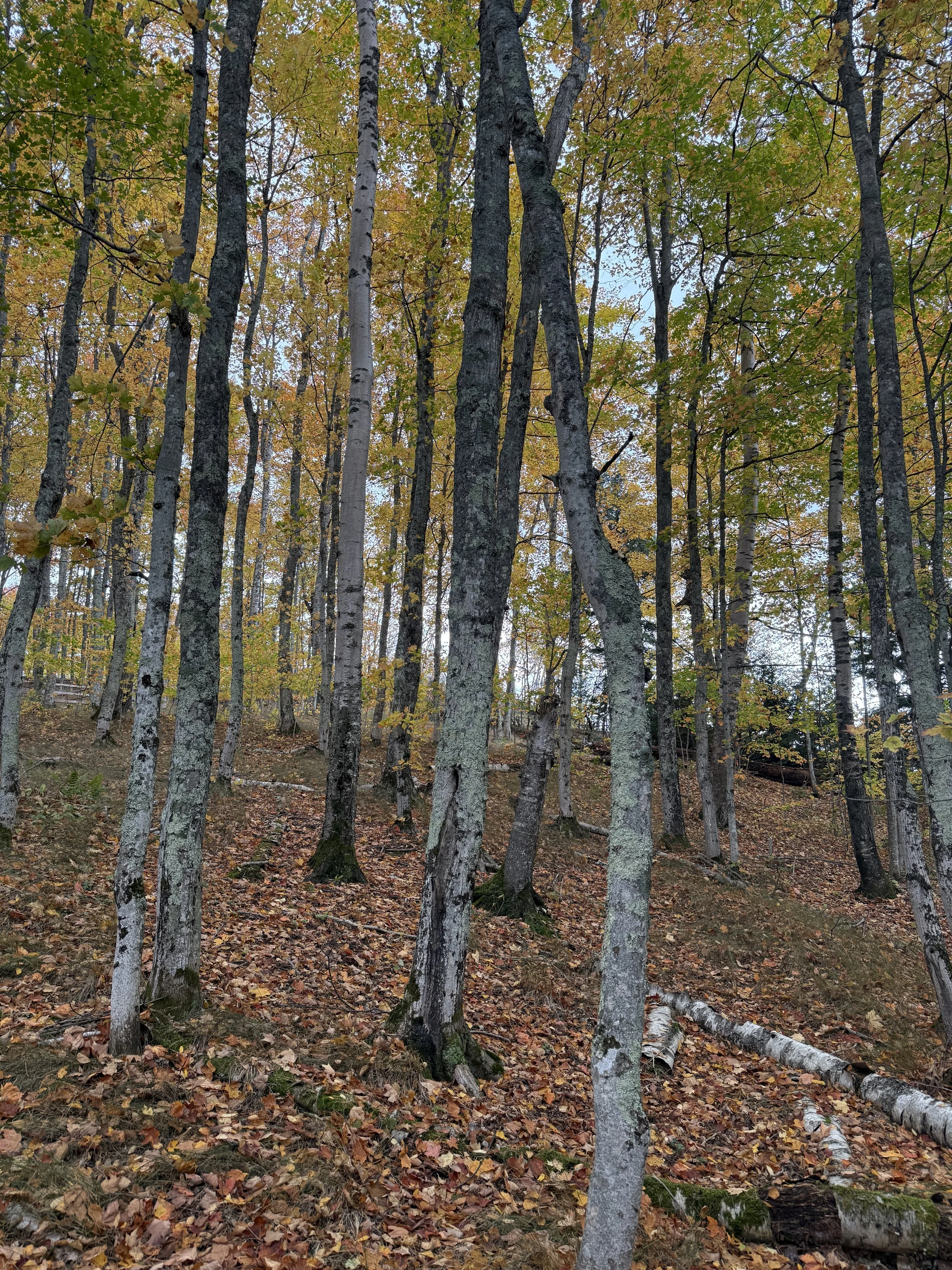 fall woods