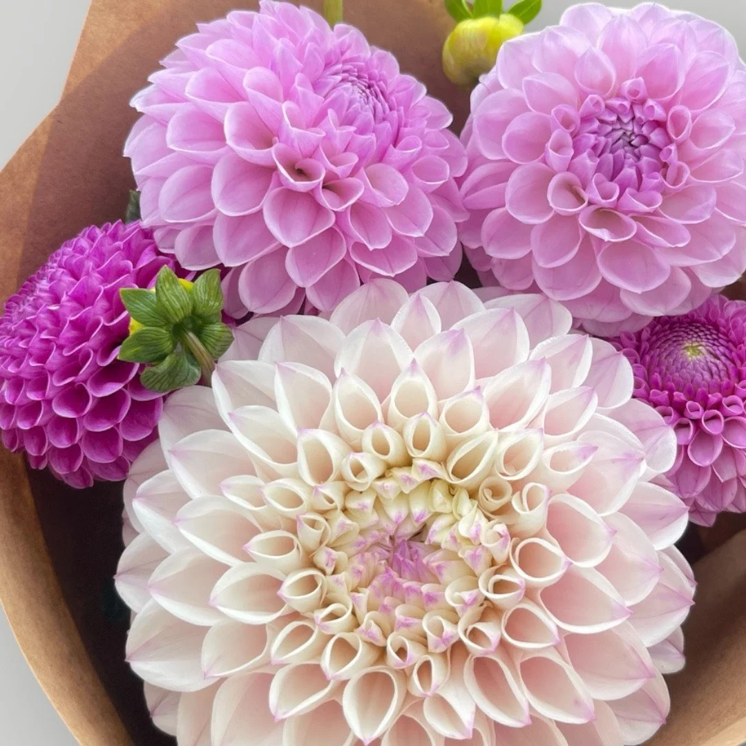 blooms 2.jpg