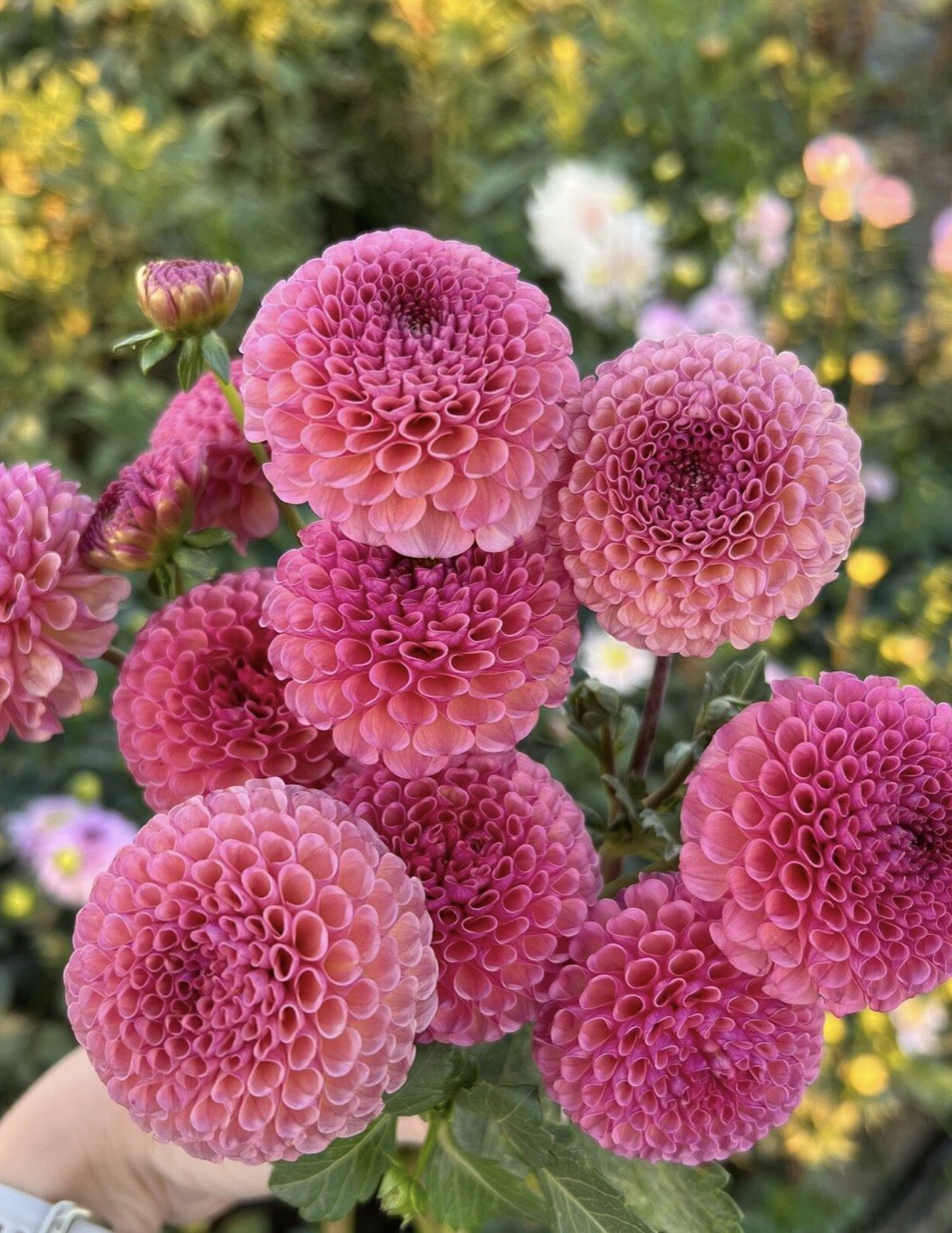 KOKO PUFF