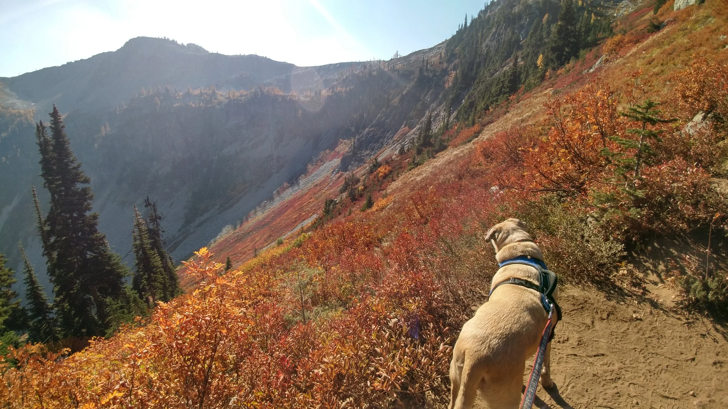 Hiking with Dogs&nbsp;