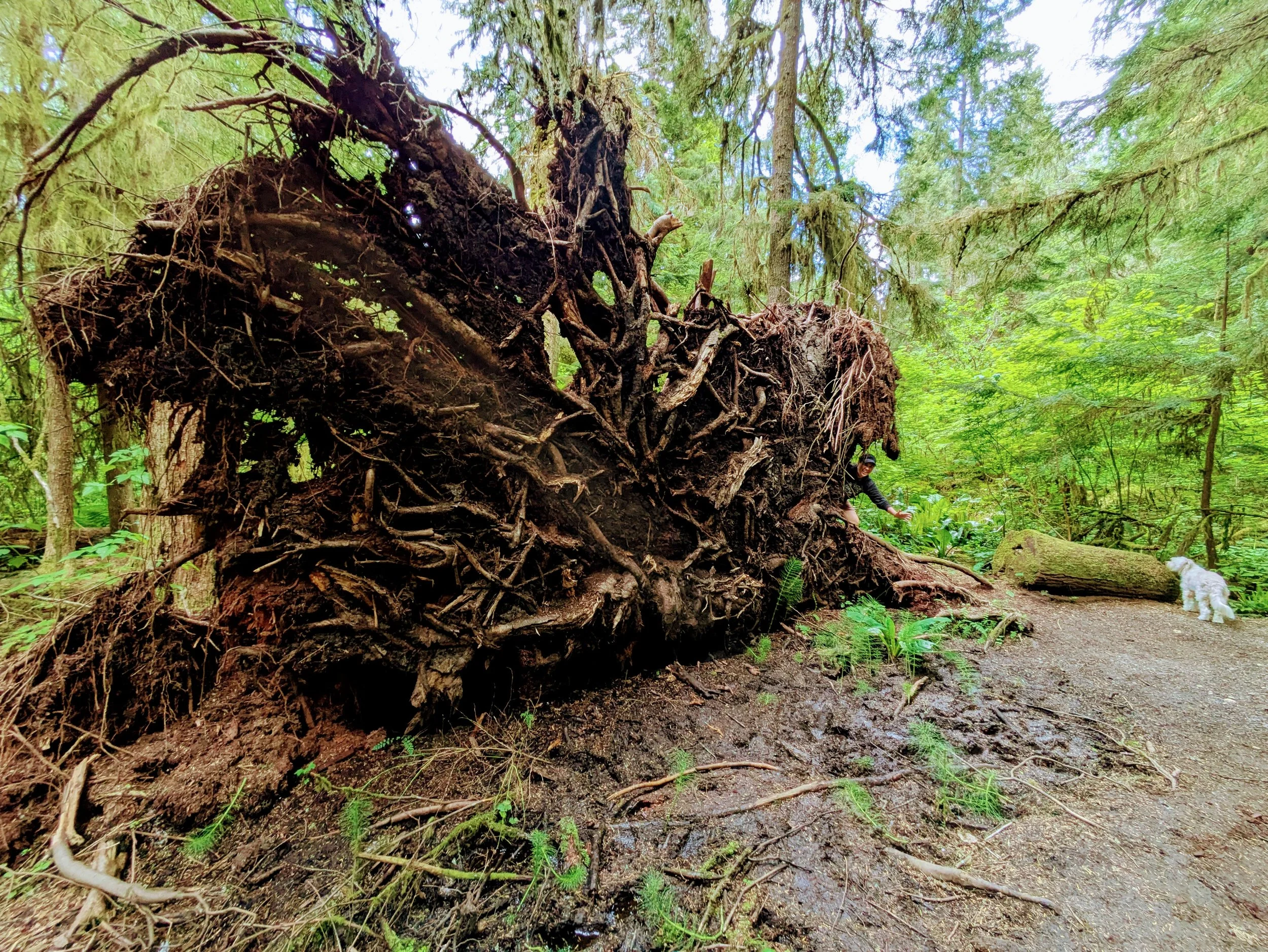 The Art of Peeing in the Woods—Women Only!