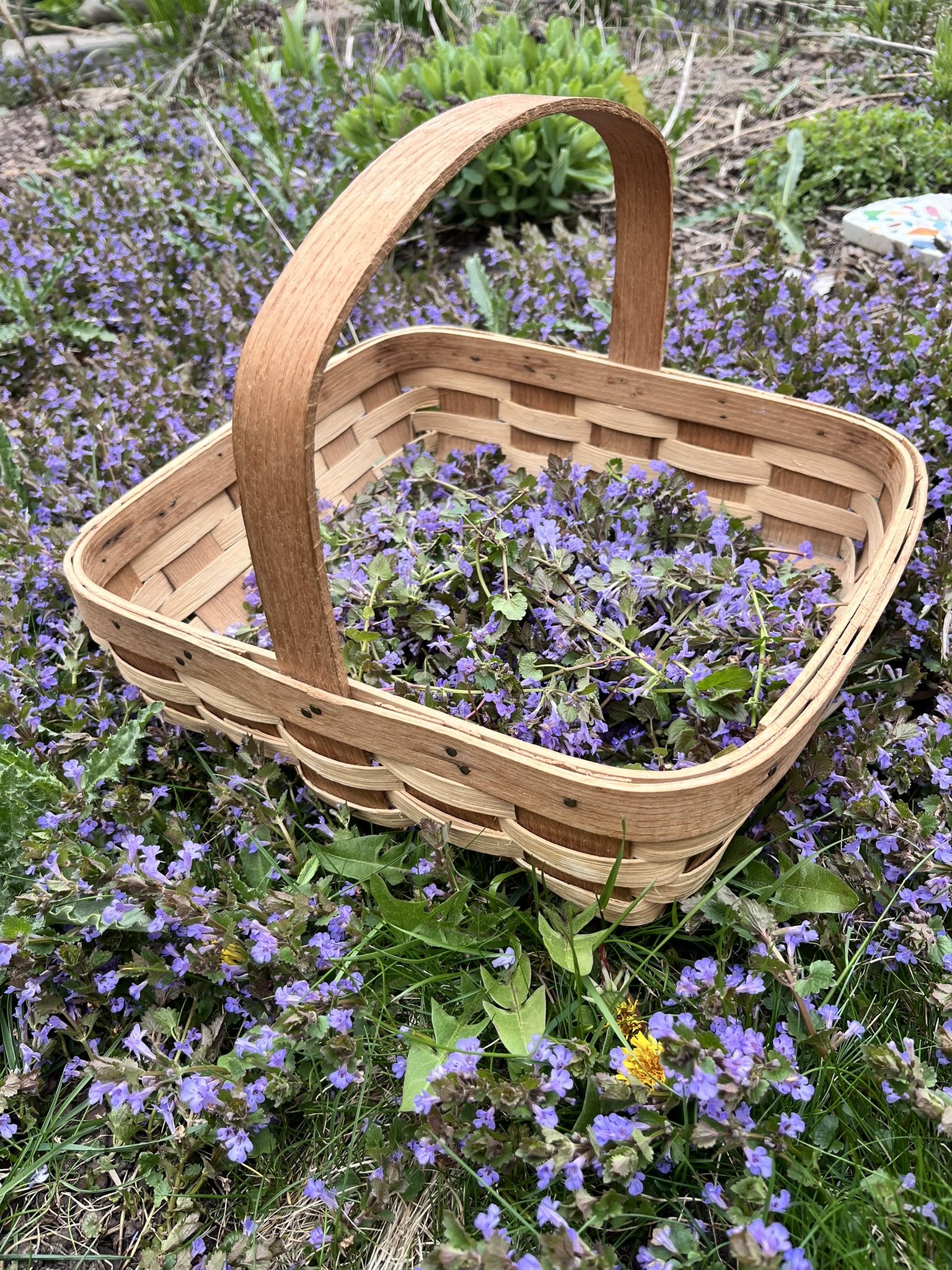 Summer Community Foraging Walk