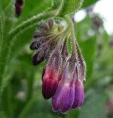 Comfrey_Fresh__92482.jpg