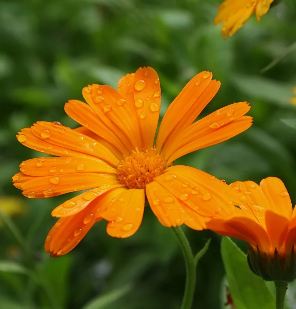 Calendula_-_Fresh__67068.1697753952.1280.1280__67628.jpg