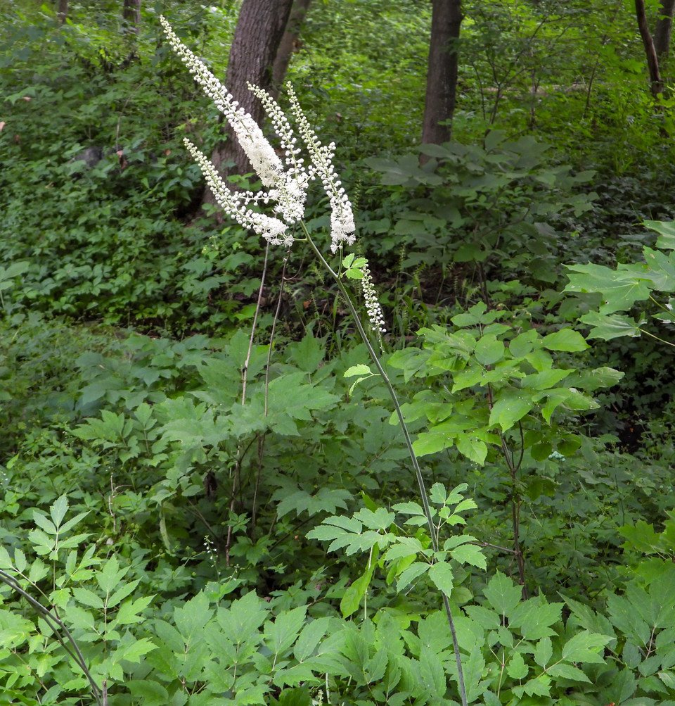 Black_Cohosh_AdobeStock_922588125__48512.jpg