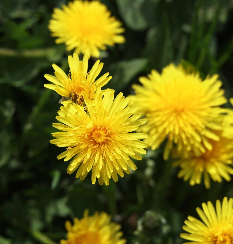 Dandelion_Fresh__56747.jpg