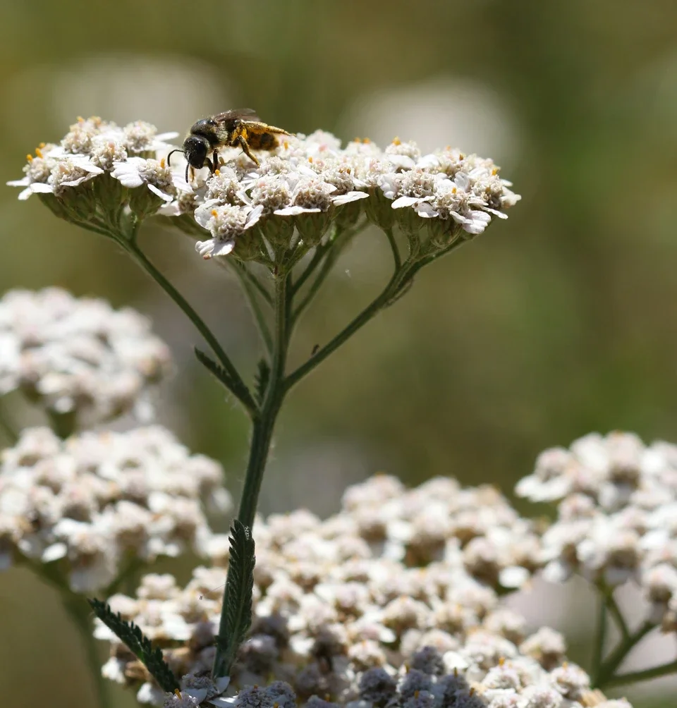 Yarrow_Fresh__38276.webp
